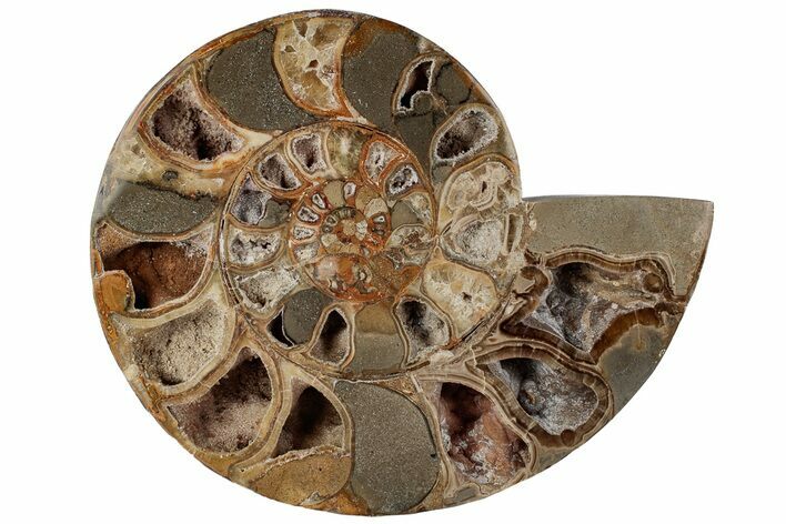 9" Cut & Polished Ammonite Fossil (Half) - Jurassic